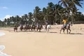 caballos